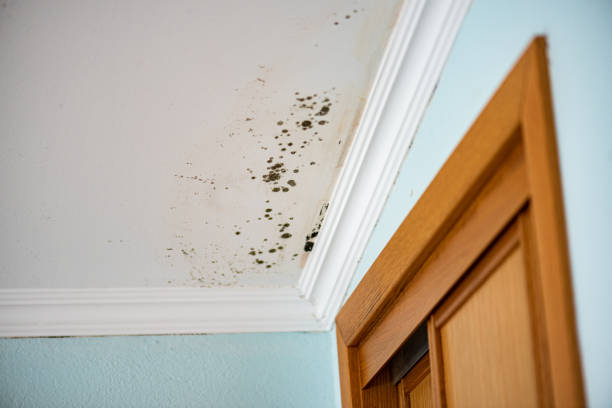Mold Removal and Inspection in Mountain Lake Park, MD