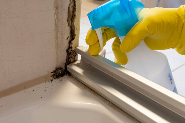 Attic Mold Removal in Mountain Lake Park, MD