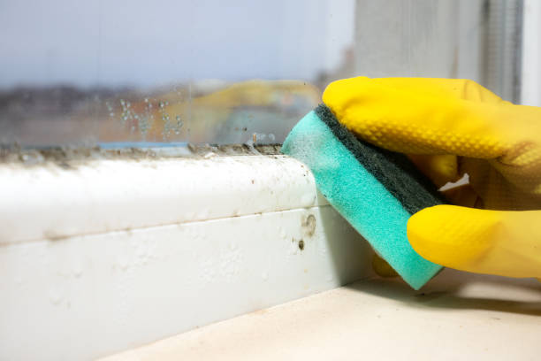 Best Fast Mold Removal  in Mountain Lake Park, MD