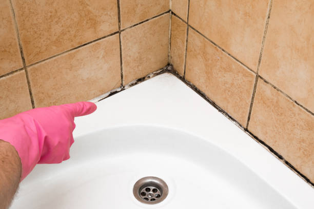 Home Mold Removal in Mountain Lake Park, MD